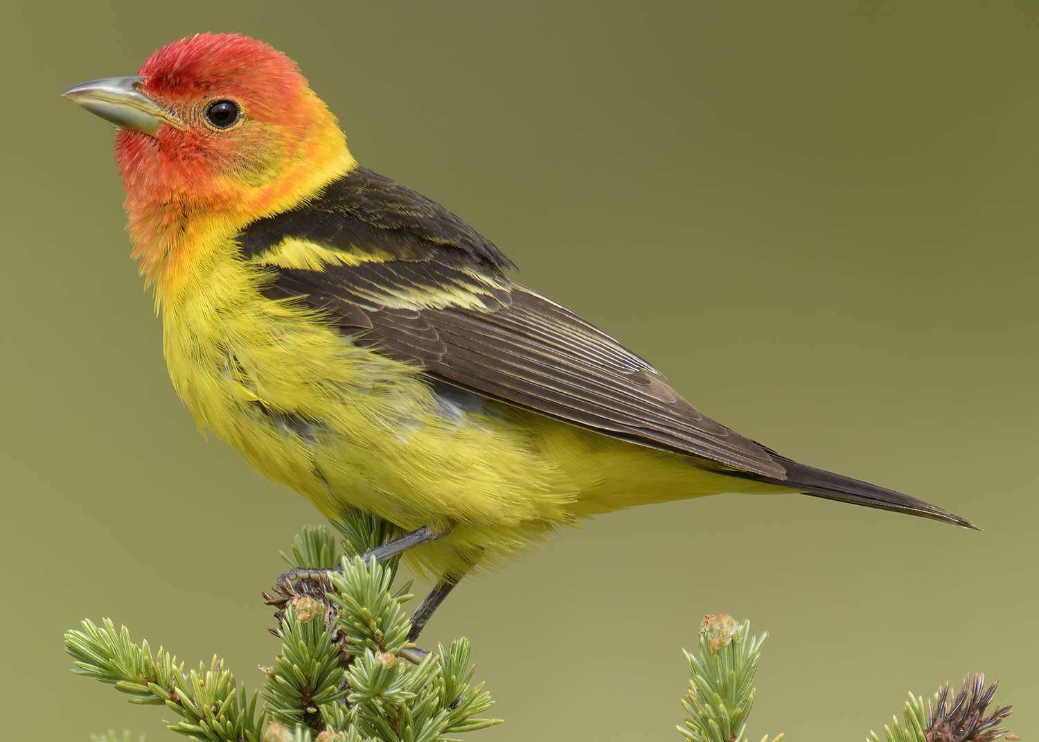western tanager male perched on a branch
