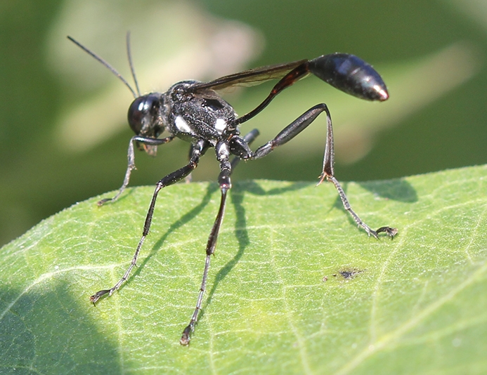 WABWGoldmarkedThreadwaistedWasp.JPG