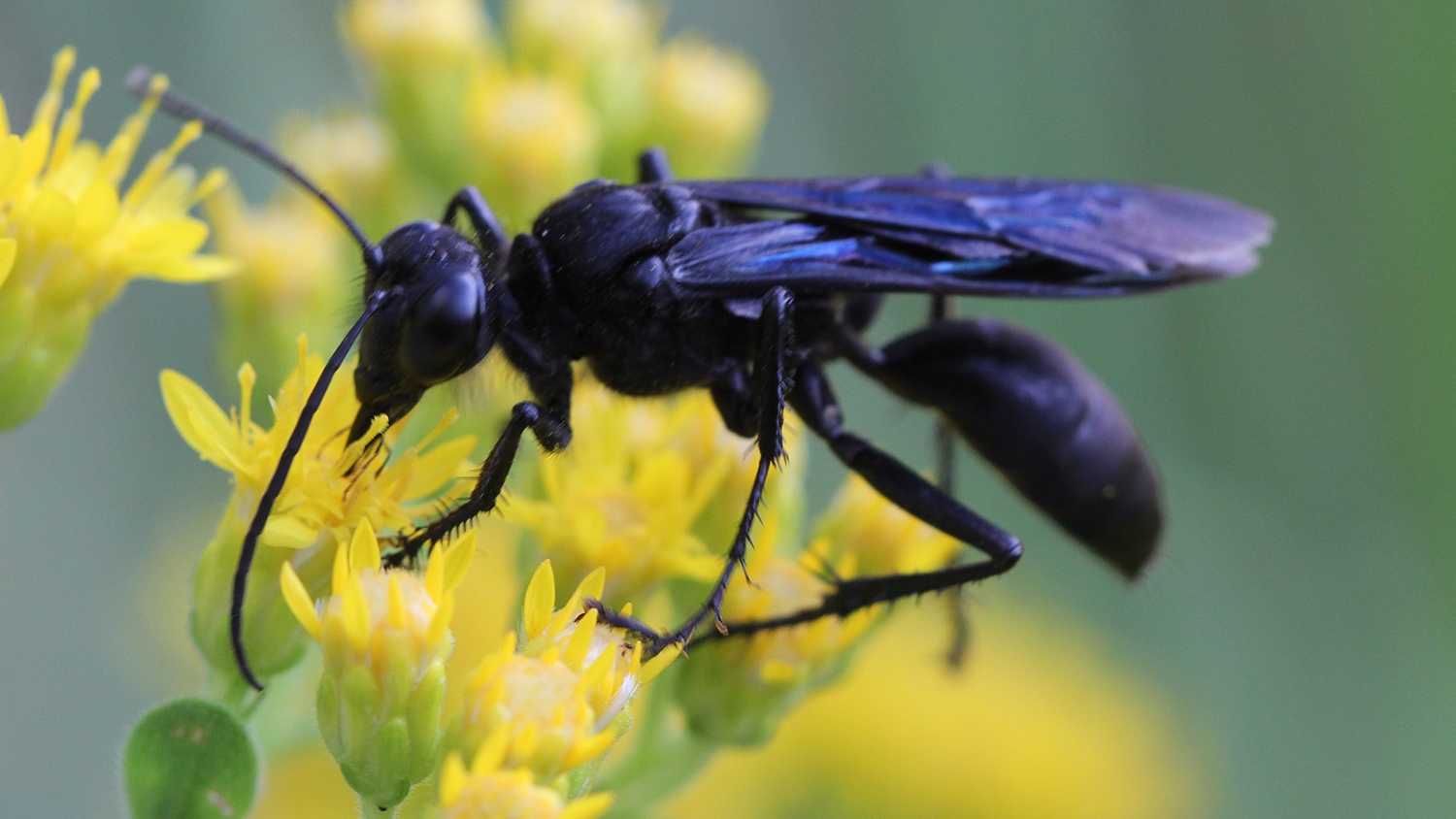 great black wasp