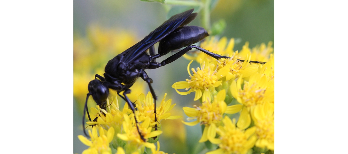 Artist-explores-blackest-black-wasps