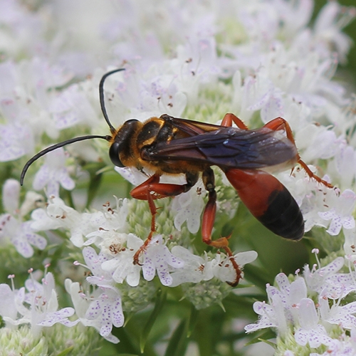 great golden digger wasp (Sphex ichneumoneus)