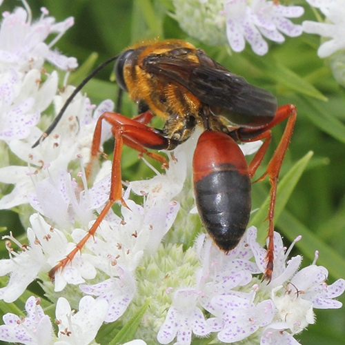great golden digger wasp (Sphex ichneumoneus)