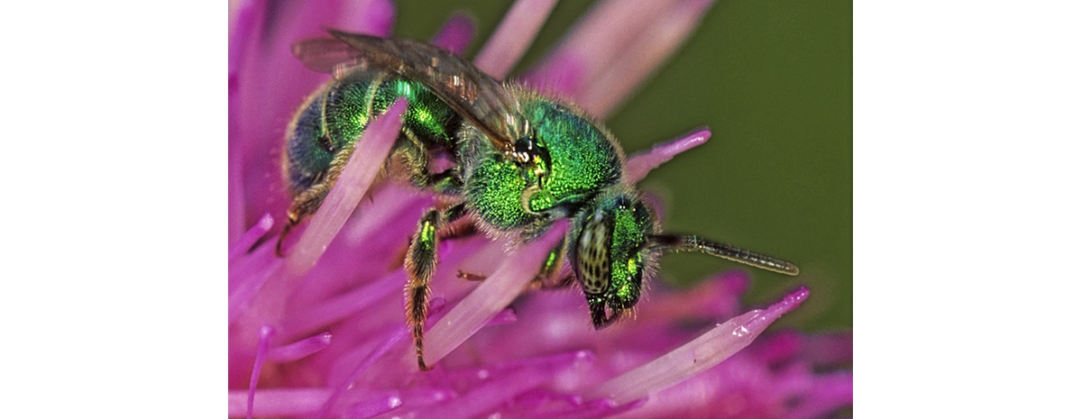 Sweat Bee on Sweater