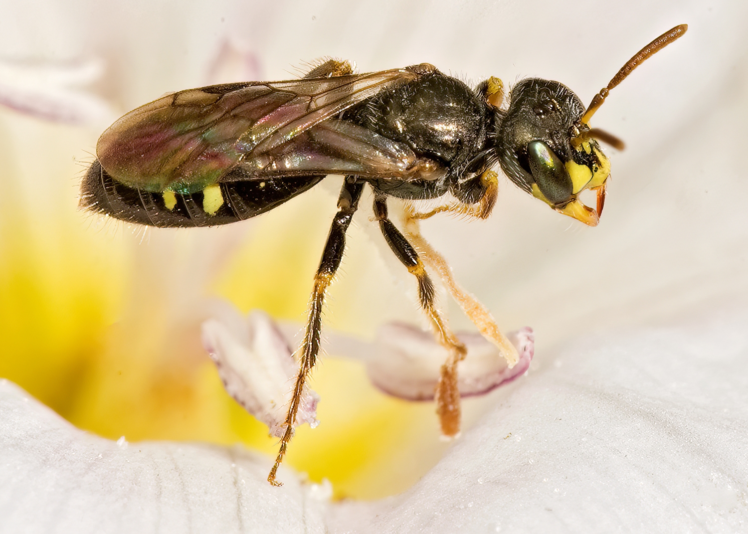 Perdita (Perdita) halictoides  MINING BEE