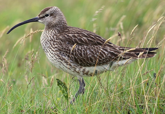 whimbrel (Numenius phaeopus) Photo © Brian Tang