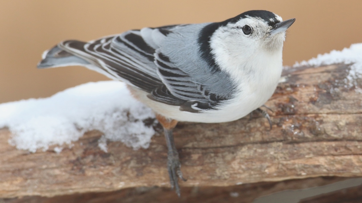 WABWhitebreastedNuthatch-P5.jpeg