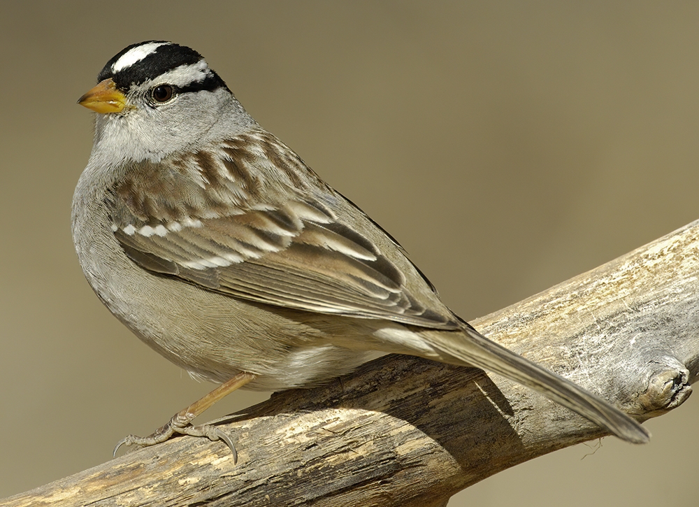 white-crowned sparrow (Zonotrichia leucophrys) Photo © Alan Murphy Photography