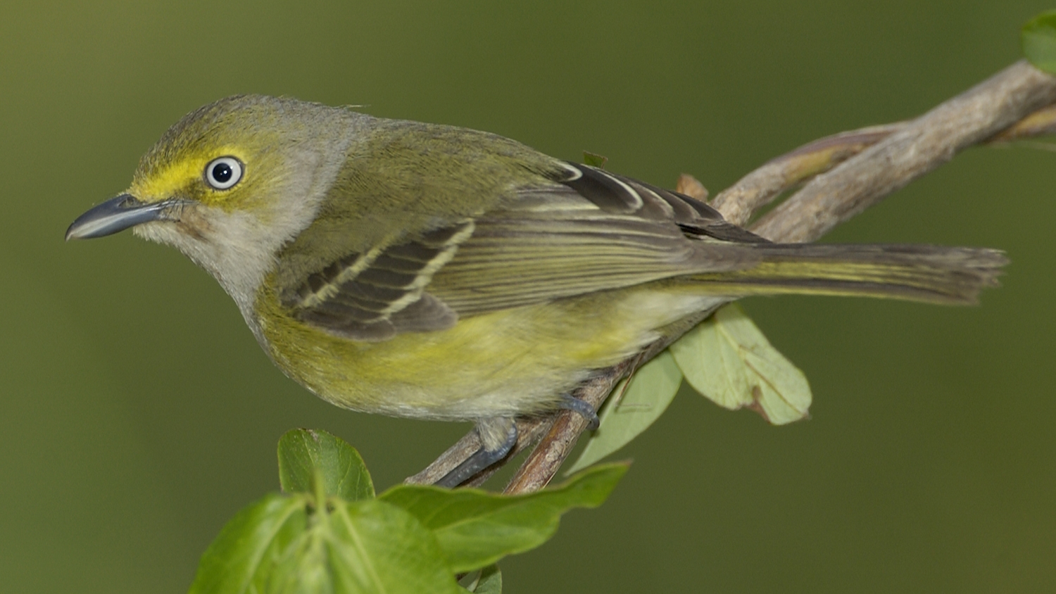 WABWhiteeyedVireo-BT.jpg