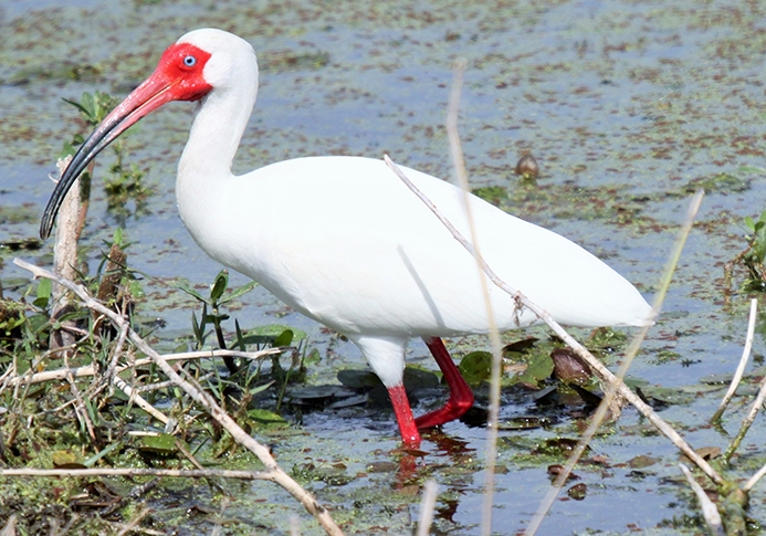 WABWhiteIbis-LW.JPG