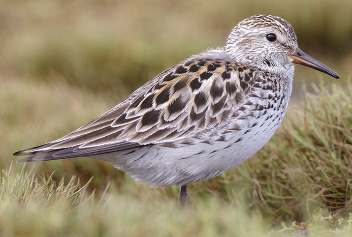 WABWhiterumpedSandpiper-BS.jpg