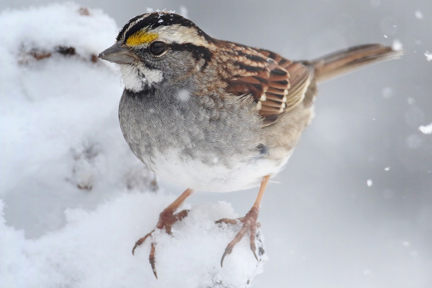 White-throated Sparrow (zonotrichia albicollis) perched on a tree limb in falling snow