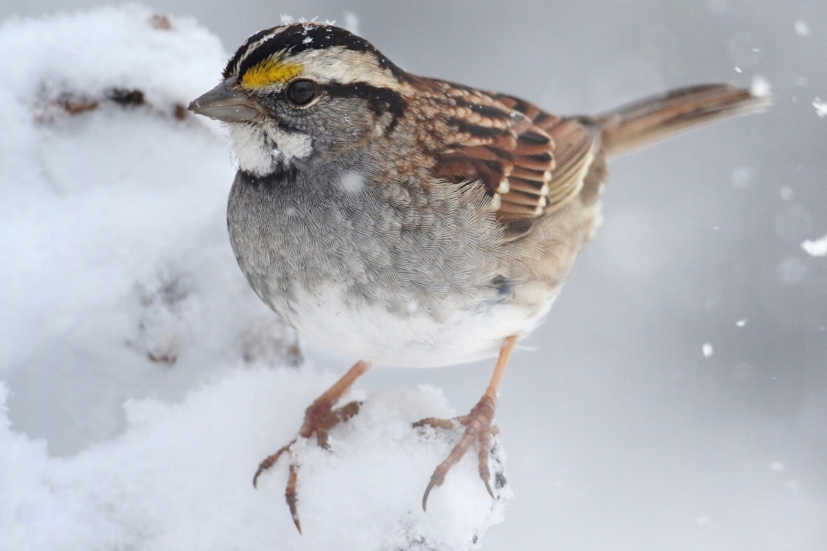 white-throated sparrow