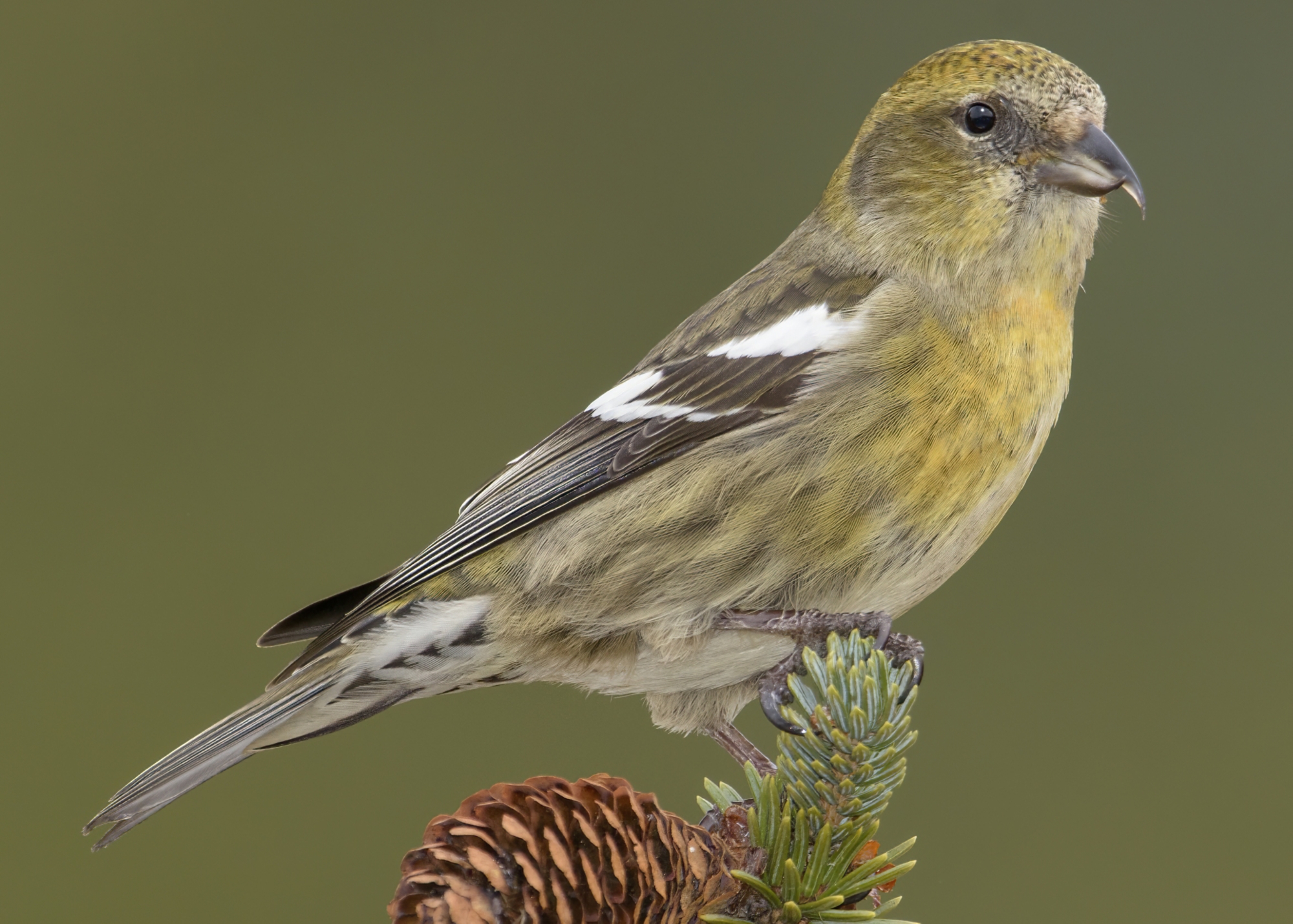 white-winged crossbill female perched on some pinecones