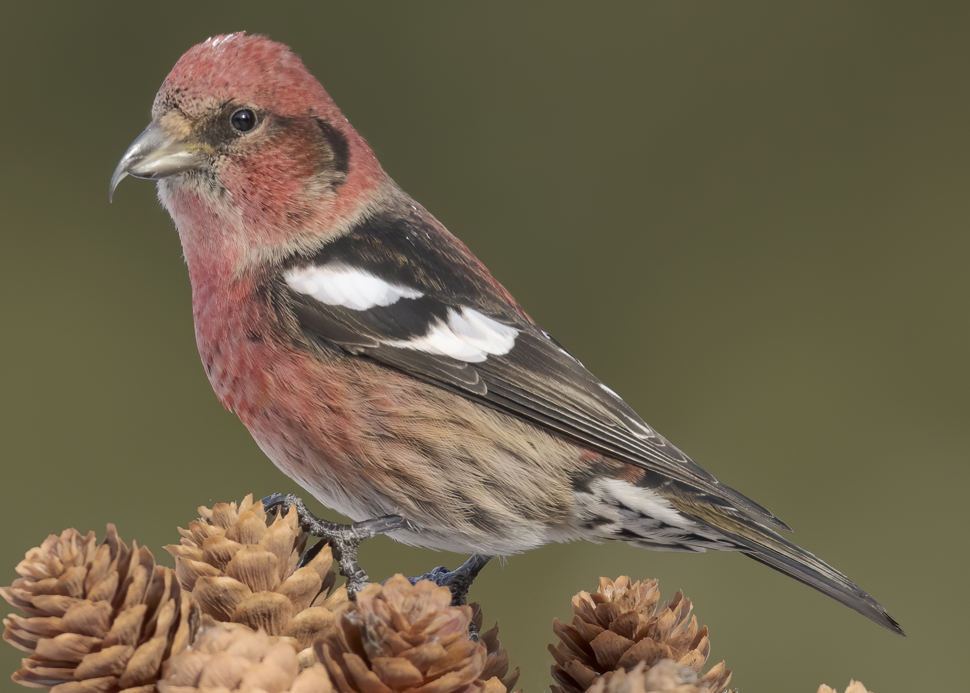white-winged crossbill male perched on some pine cones