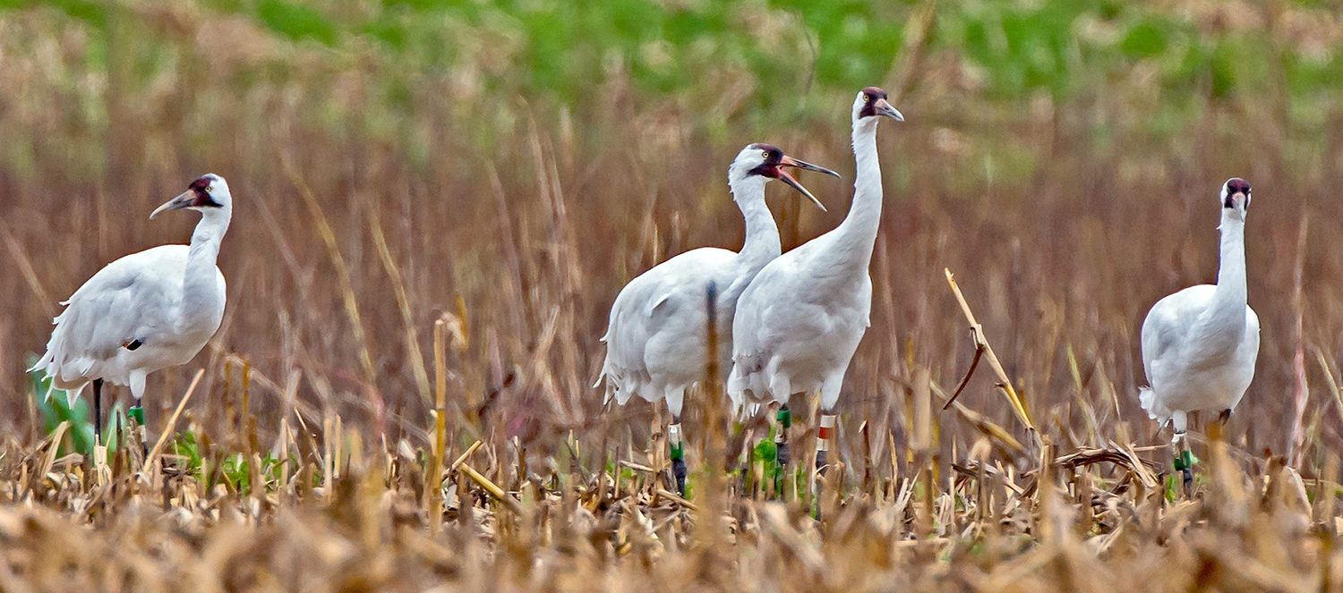 WABWhoopingCrane-DWB.jpg