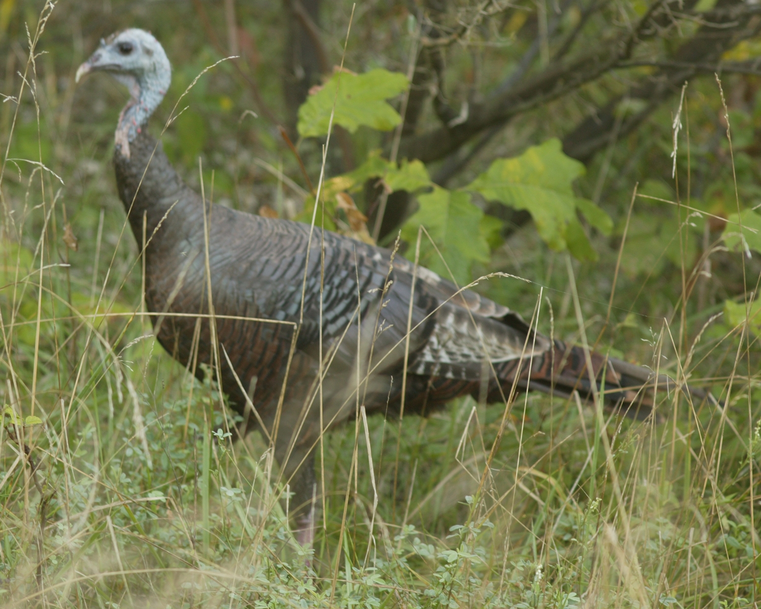 wild turkey female