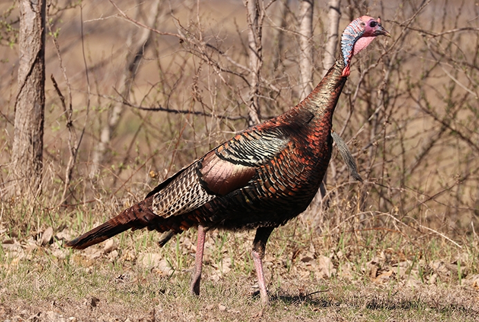 wild turkey male