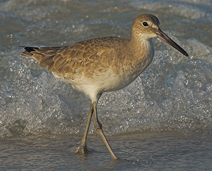 WABWillet-DWB.jpg