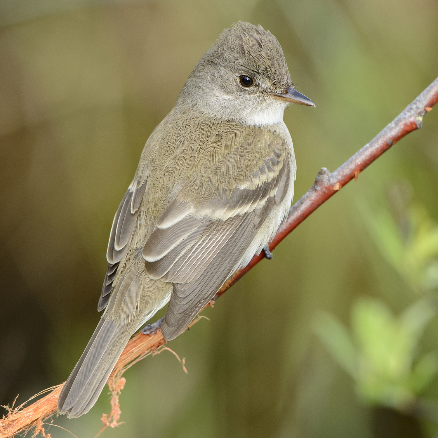 willow flycatcher (Empidonax traillii)