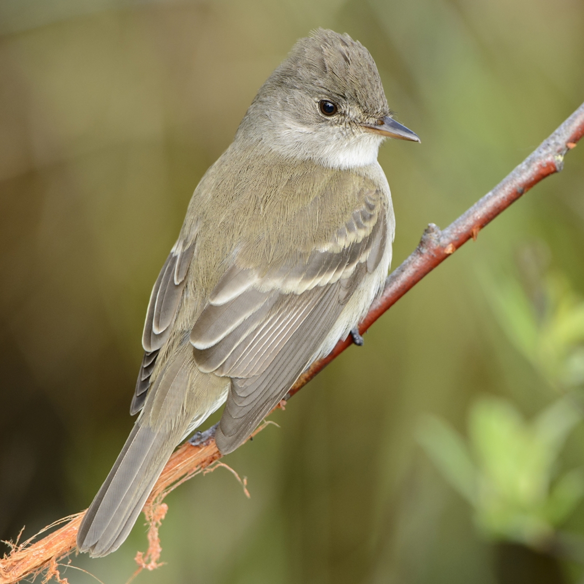 Willow flycatcher deals