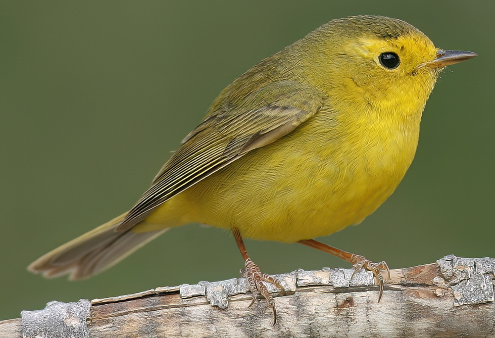 Wilson's warbler (Cardellina pusilla) [female]