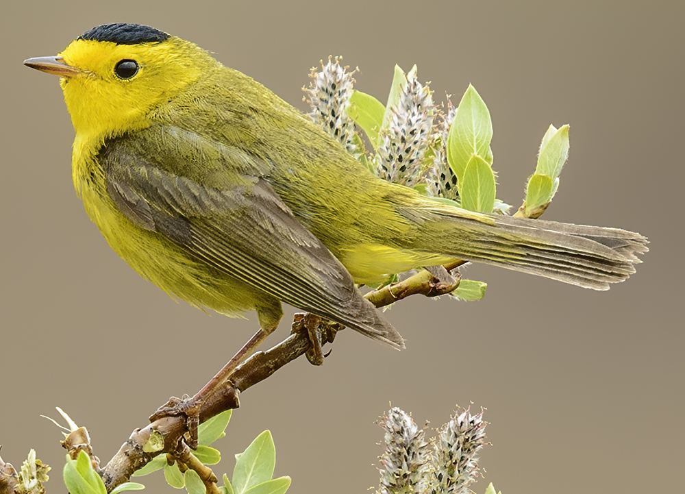 Wilson's warbler (Cardellina pusilla) Photo © Brian Tang