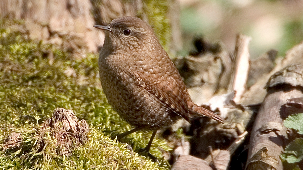 WABWinterWren-MKR.jpg