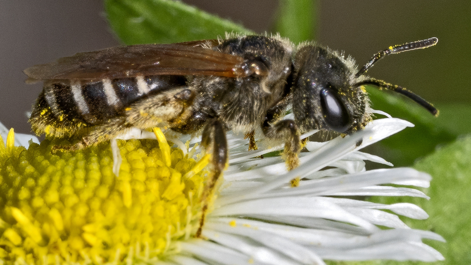 Halictus ligatus  LIGATED FURROW BEE