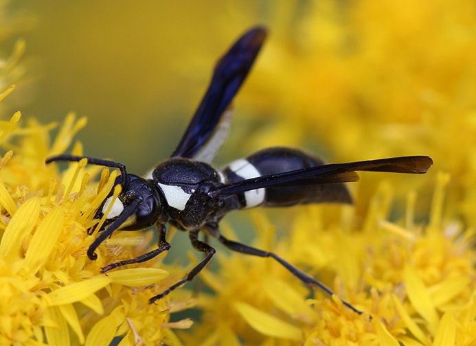 WABWMasonWasp.JPG