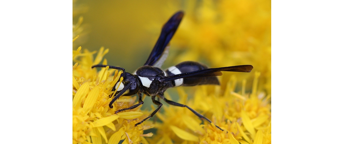 White-Striped Black Mason Wasp