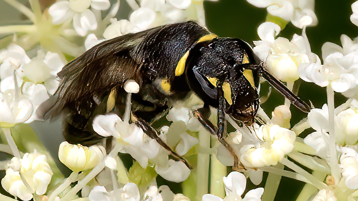 Hylaeus (Prosopis) modestus  MODEST MASKED BEE