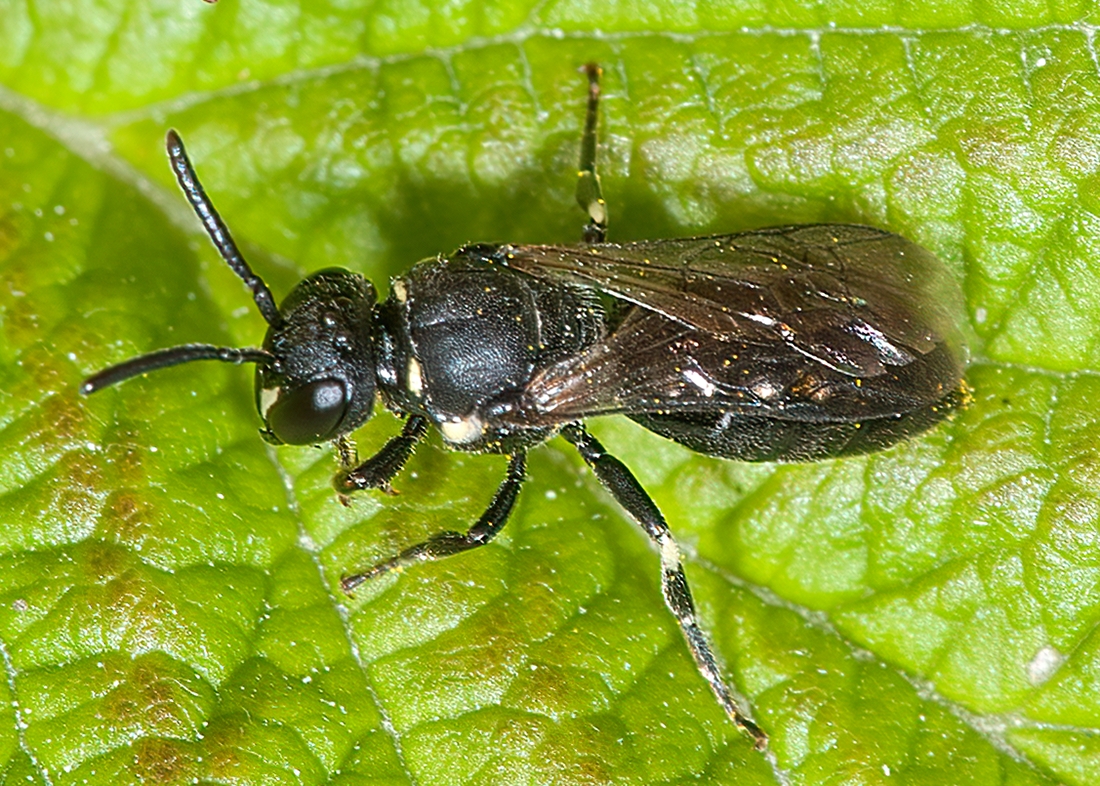 Hylaeus verticalis  NORTHERN MASKED BEE