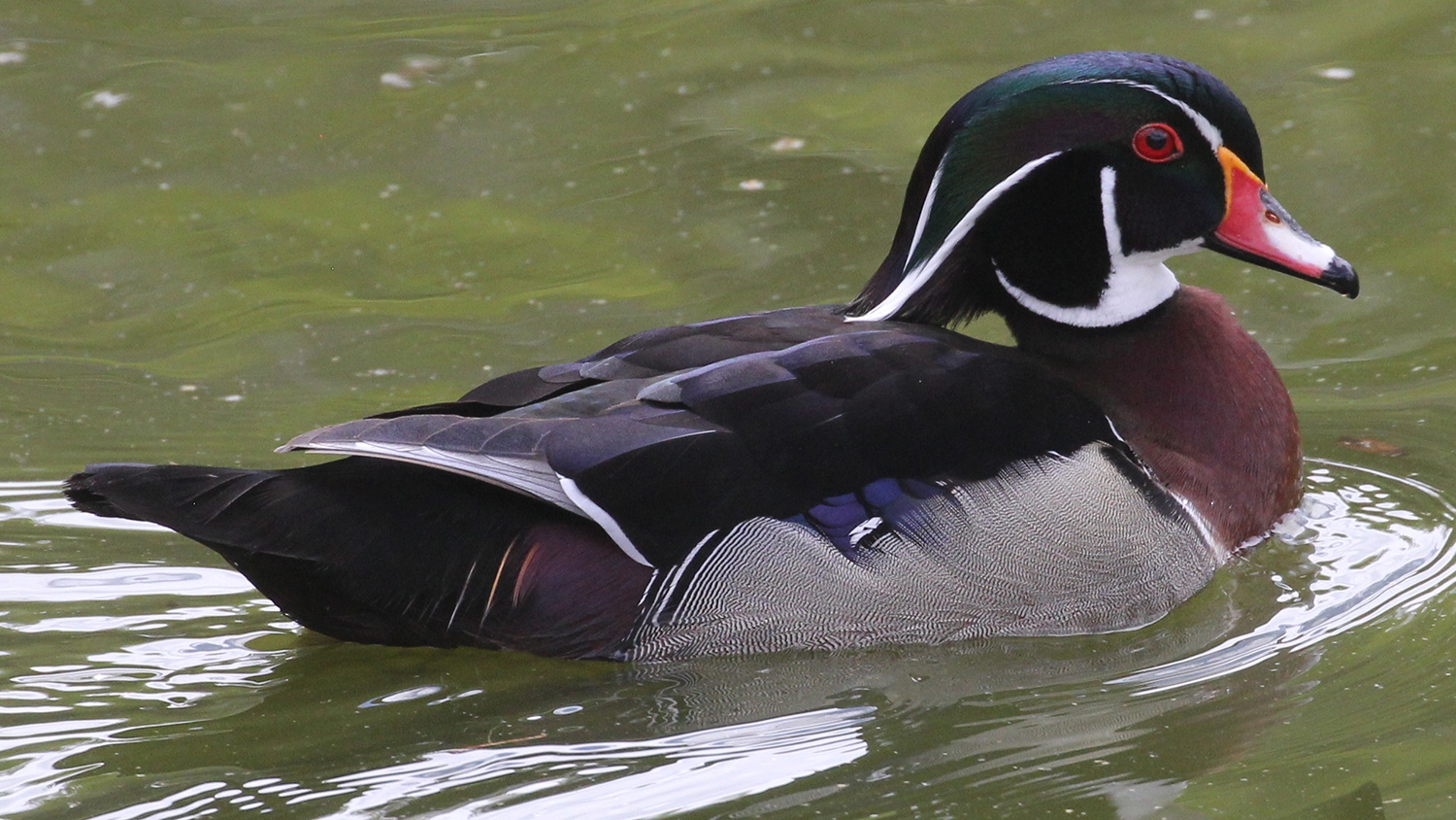 WABWoodDuckMale.JPG