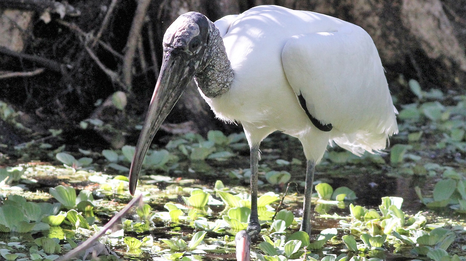 WABWoodStork-LW.jpg