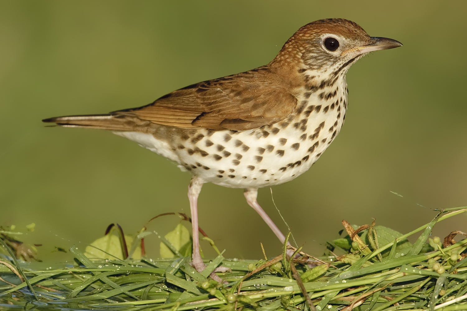 wood thrush (Hylocichla mustelina)