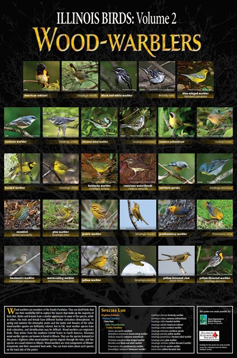 wood-warbler poster front