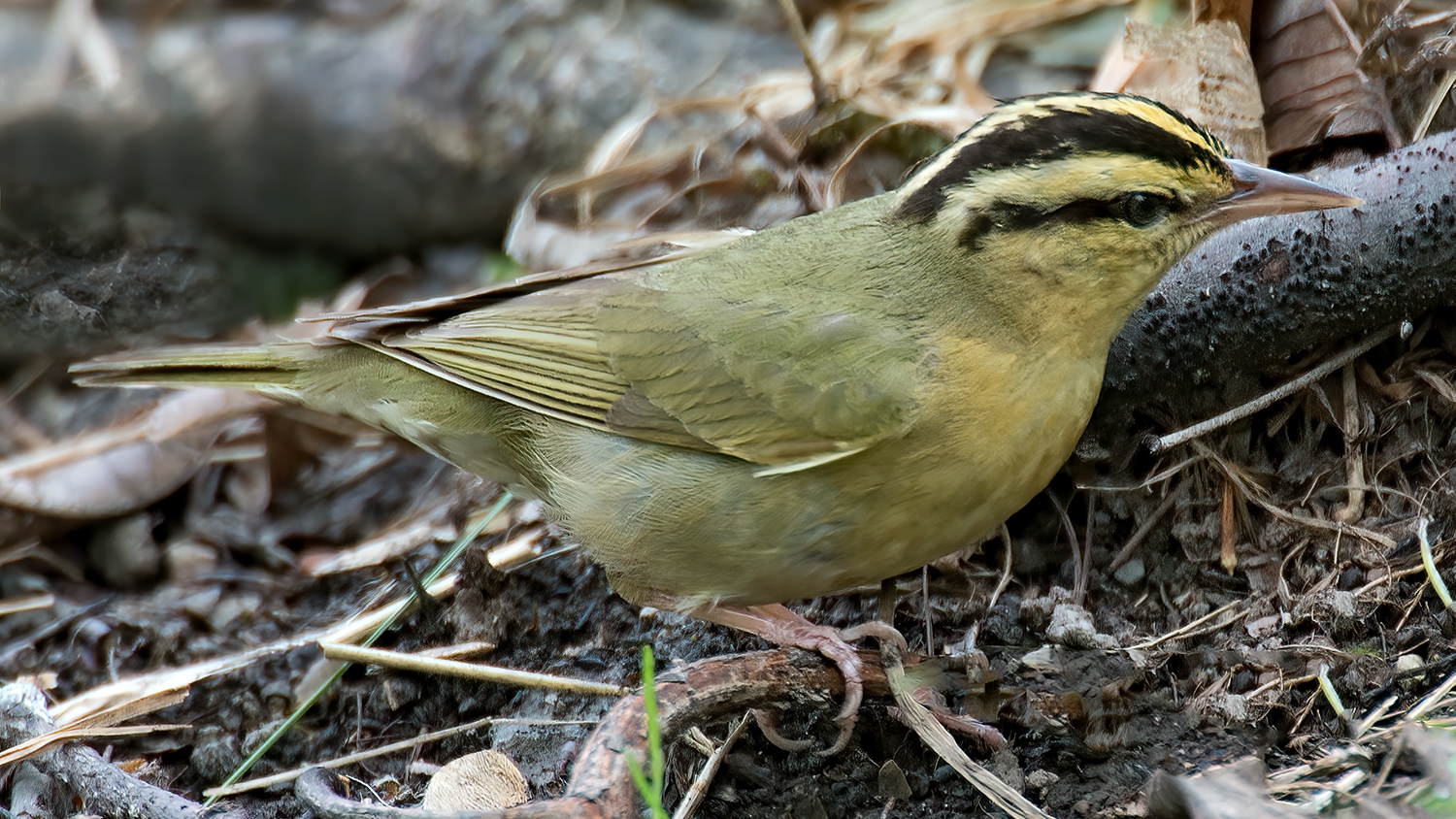 worm-eating warbler (Helmitheros vermivorum) Photo provided by SteveByland/pond5.com