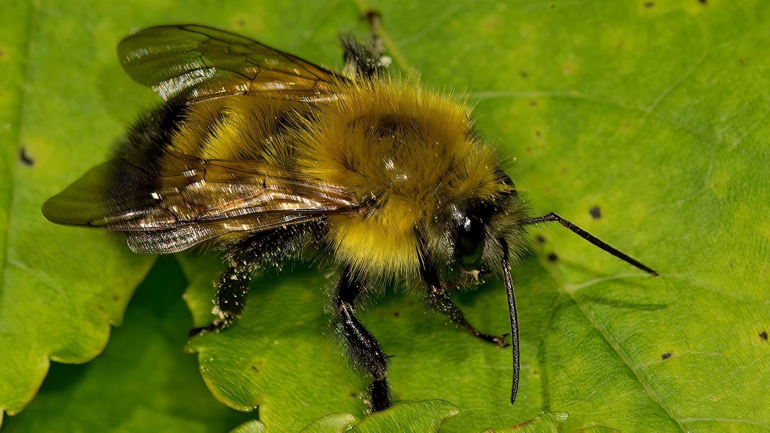 Bombus perplexus  PERPLEXING BUMBLEBEE