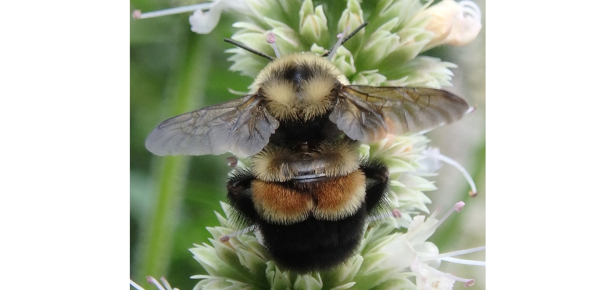 What's Causing the Cute Rusty-Patch Bumble Bee to Go Extinct