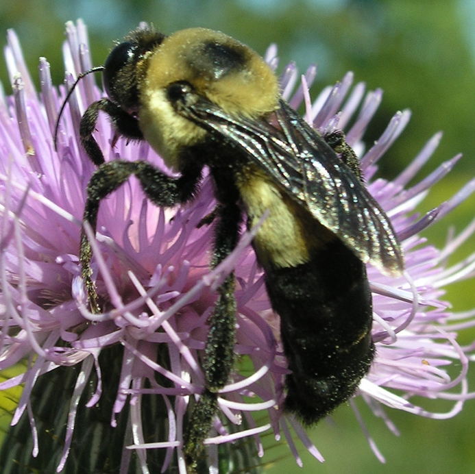 WABWSouthernPlainsBumbleBee-BW.JPG