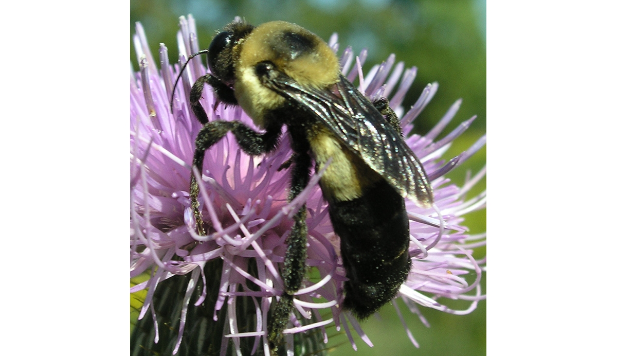 Bees in disguise: the black bumblebee” - Bumblebee Conservation Trust