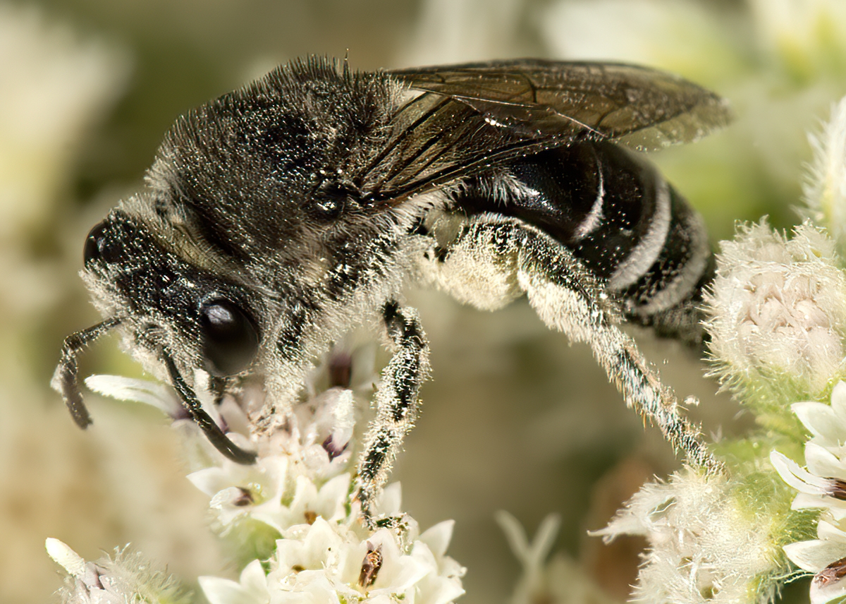 Colletes simulans  SPINE-SHOULDERED CELLOPHANE BEE