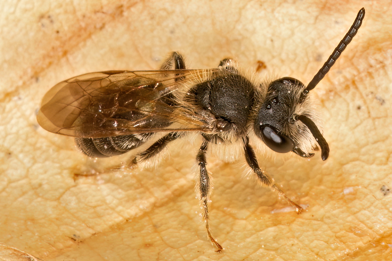 Andrena erigeniae  SPRING BEAUTY MINING BEE