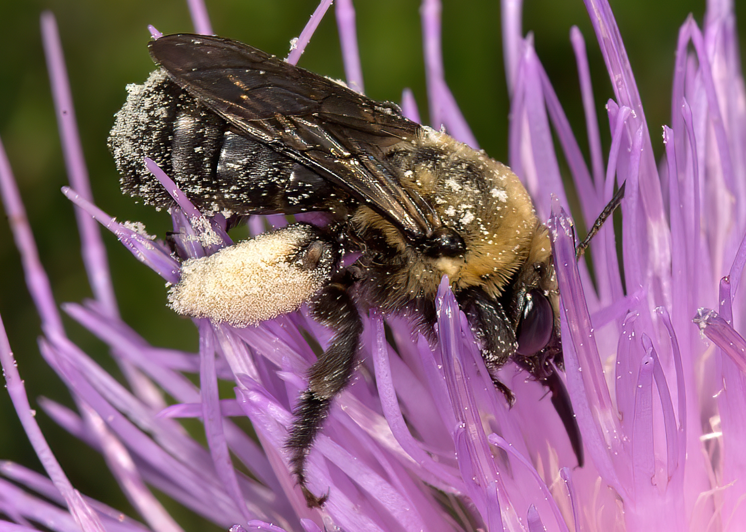 Melissodes (Heliomelissodes) desponsus  THISTLE LONG-HORNED BEE