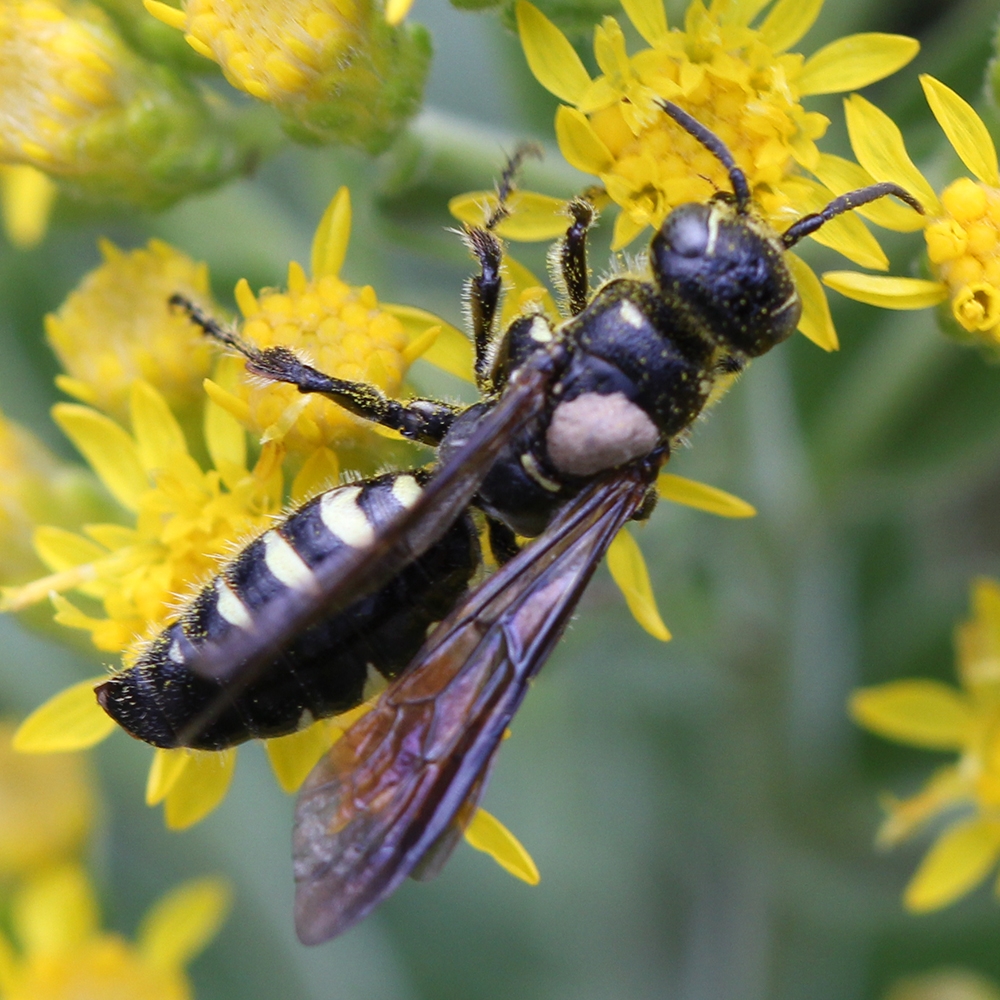 thynnid wasp (Myzinum obscurum)