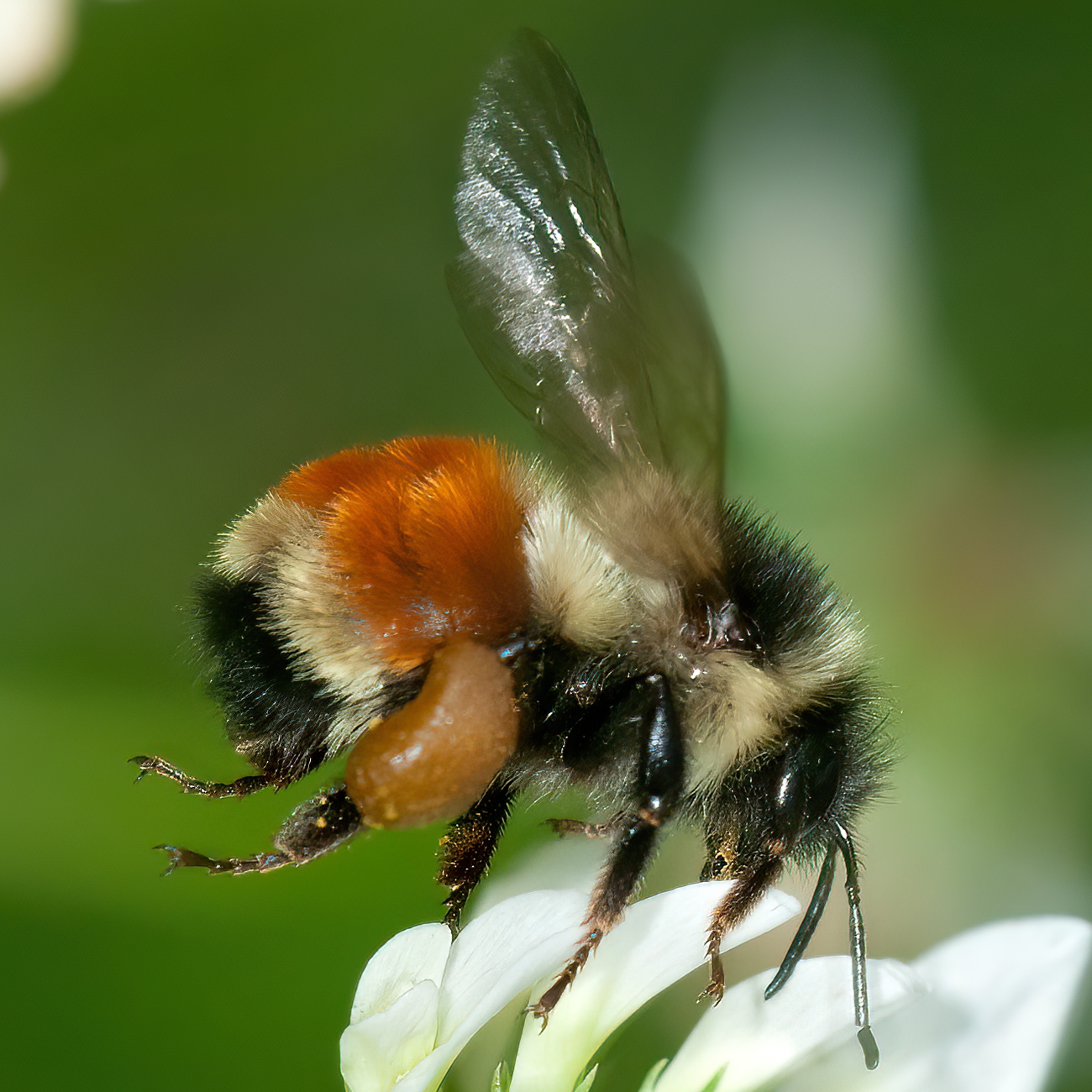 Bombus ternarius  TRICOLORED BUMBLEBEE