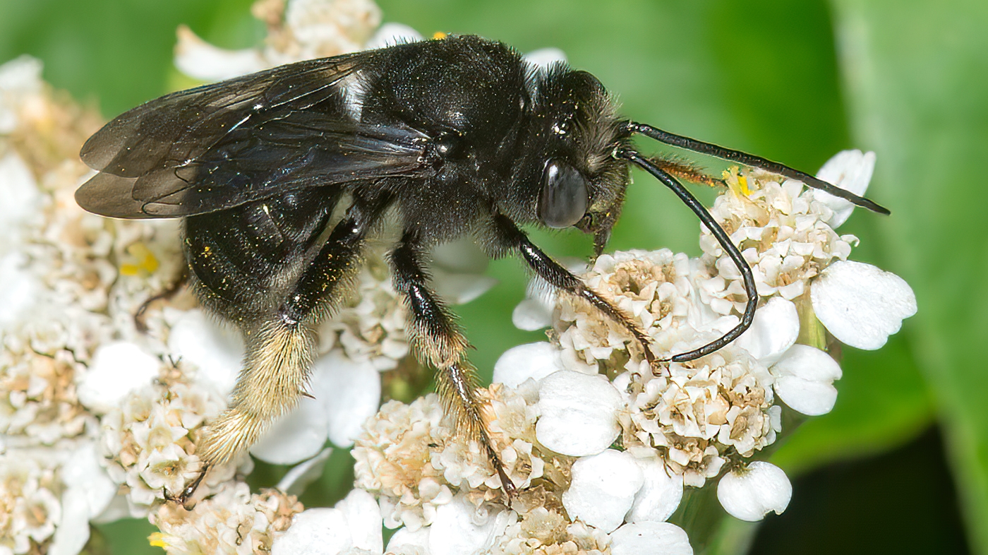 Melissodes bimaculatus  2-SPOTTED LONGHORN BEE