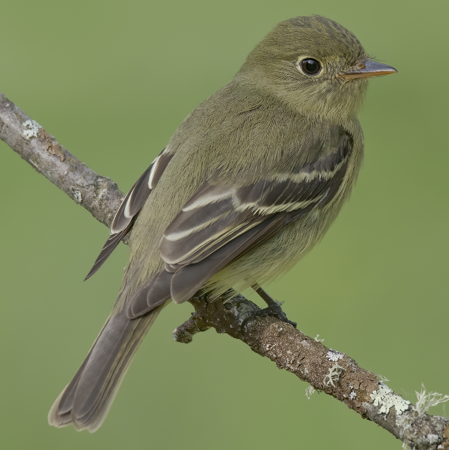 yellow-bellied flycatcher perched on a branch