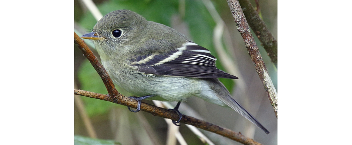 Yellow flycatcher best sale