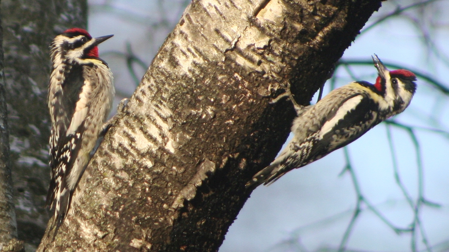 Yellow-Bellied Sapsuckers